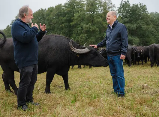 Altkanzler Olaf Scholz streicht einen Wasserbüffel am Kopf, während ihm Landwirt Roland von Schmeling Informationen zur Haltung von Wasserbüffeln auf vernässten Moorböden gibt.