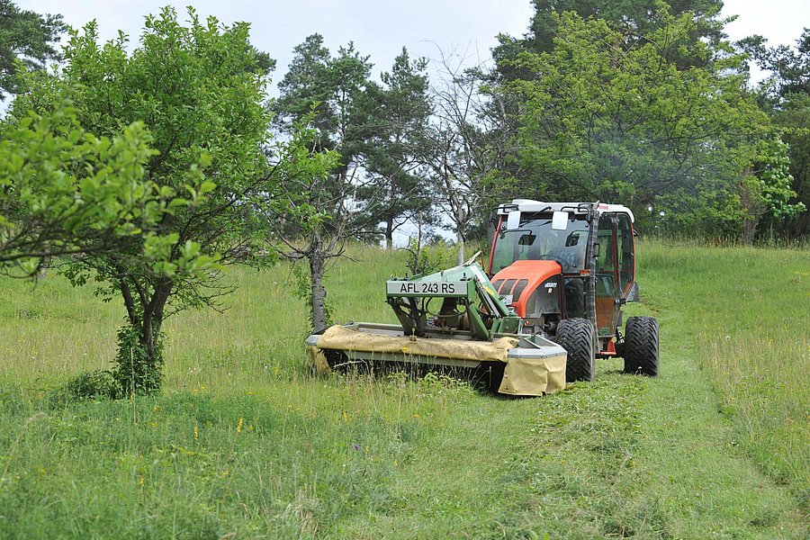 Mähen einer Streuobstwiese mit kleinem Traktor.