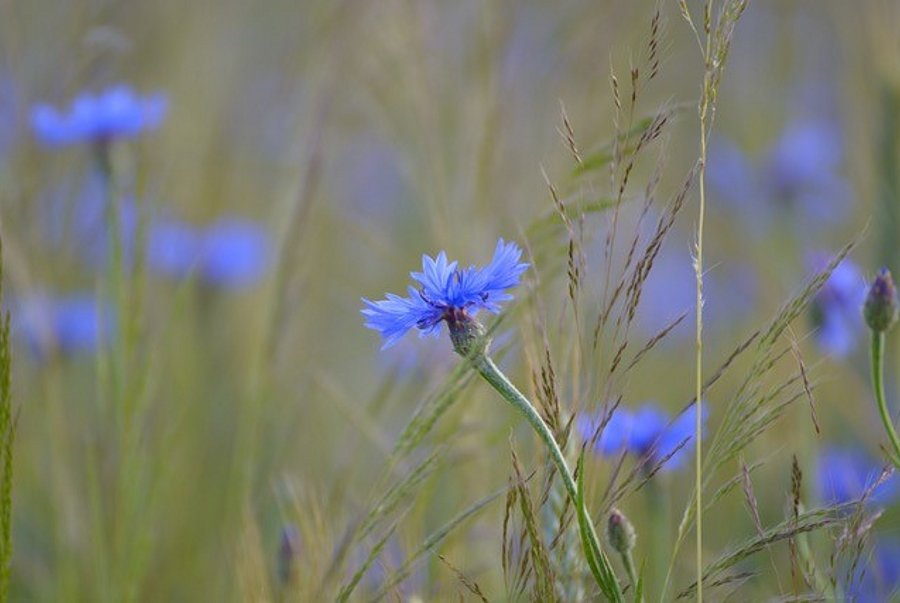 Kornblume