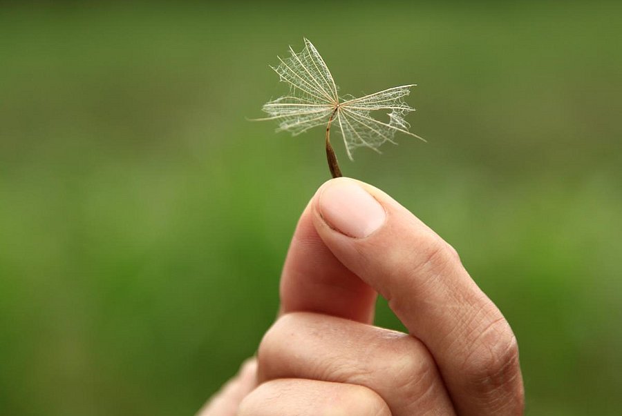Eine Person hält zwischen den Fingerspitzen einen Samen hoch.