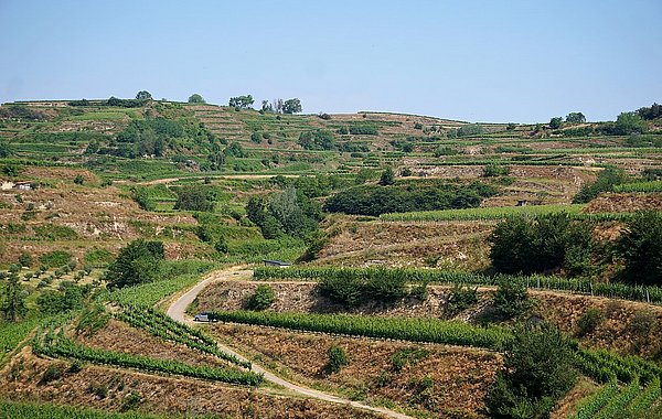 Terrassierter Weinanbau am Kaiserstuhl. Die Pflege der steilen Böschungen werden vom Landschaftserhaltungsverband Breisgau-Hochschwarzwald koordiniert. ©M. Stüber, DVL