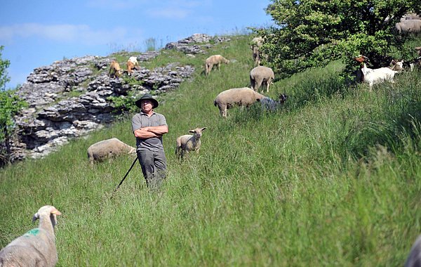 Schäfer und Schafe auf einer Hangwiese.