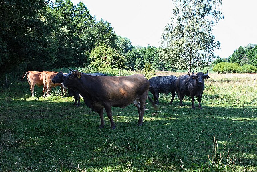 ©A. Schuller/DVL Mehrere Rinder und Wasserbüffel auf einer grünen Weide neben Bäumen