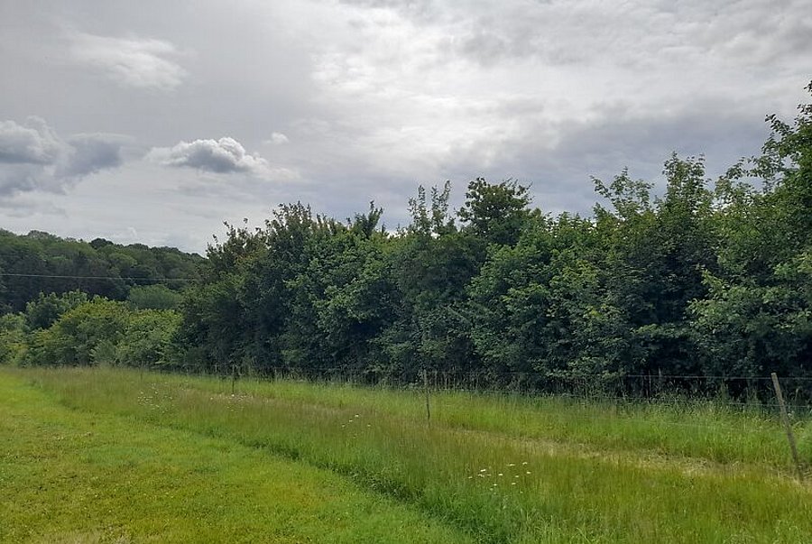 Feldhecke hinter Weidezaun