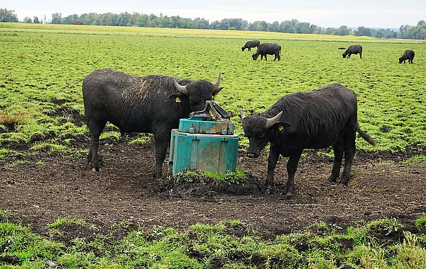 Zwei Wasserbüffel grasen im Leipheimer Moos