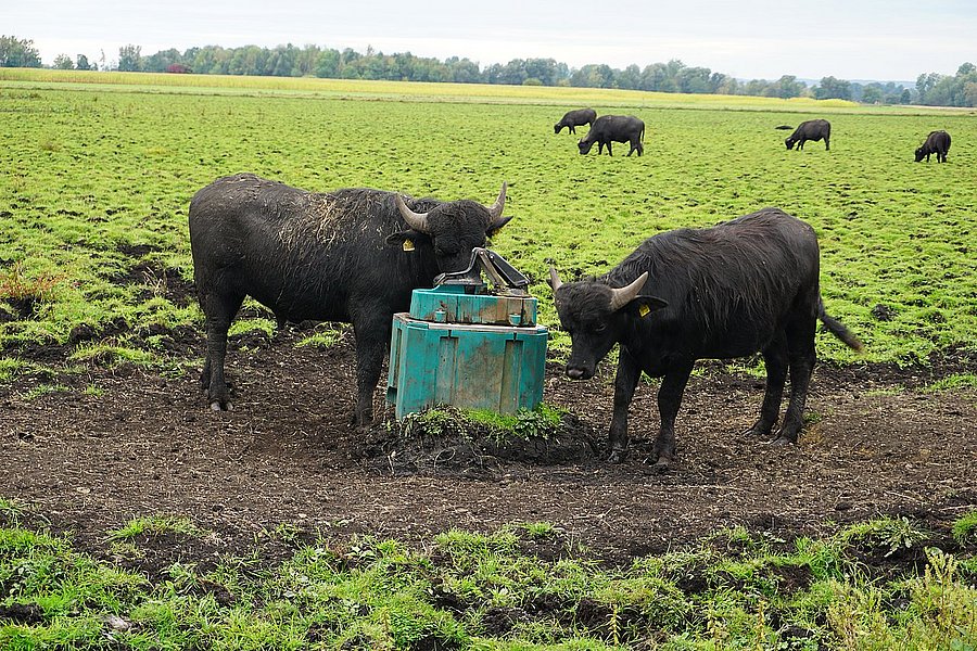 Zwei Wasserbüffel grasen im Leipheimer Moos