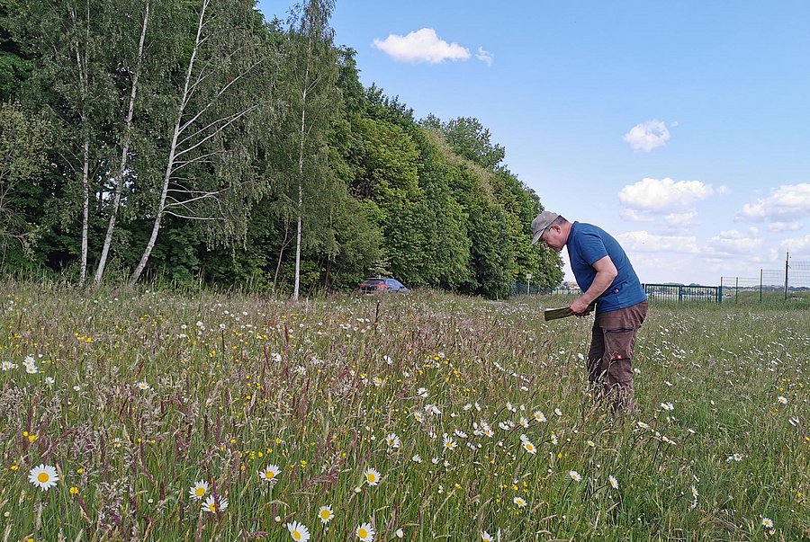 Der Kartierer Ulrich Klausnitzer steht auf einem Feld mit blühenden Blumen, die einer Regionalsaatgutmischung entstammen.