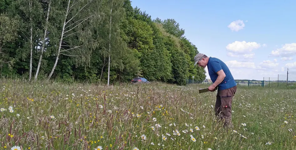 Kartierung einer Regiosaatgut-Testfläche an der Talsperre Bautzen ©René Schubert, DVL Der Kartierer Ulrich Klausnitzer steht auf einem Feld mit blühenden Blumen, die einer Regionalsaatgutmischung entstammen.