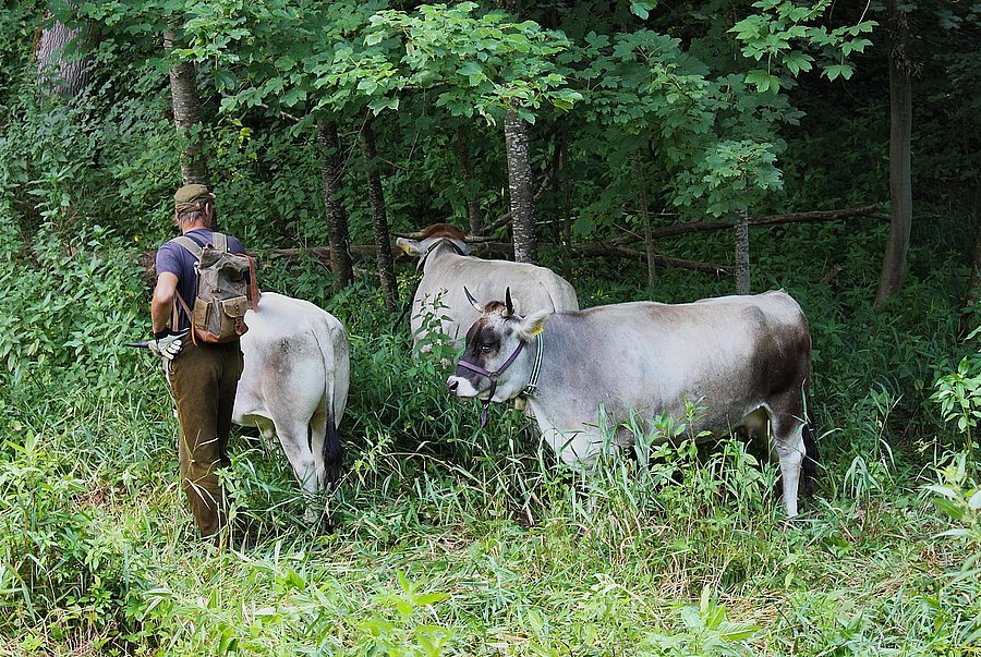 ©A. Schuller/DVL Hirte mit drei Rindern im Auwald