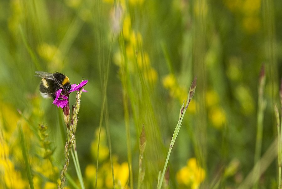 Hummel auf einer Nelkenblüte. © LPV Lahn-Dill