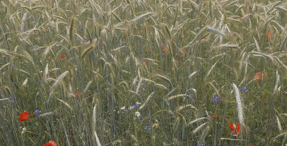 Wildkrautreicher Acker ©Pilotek