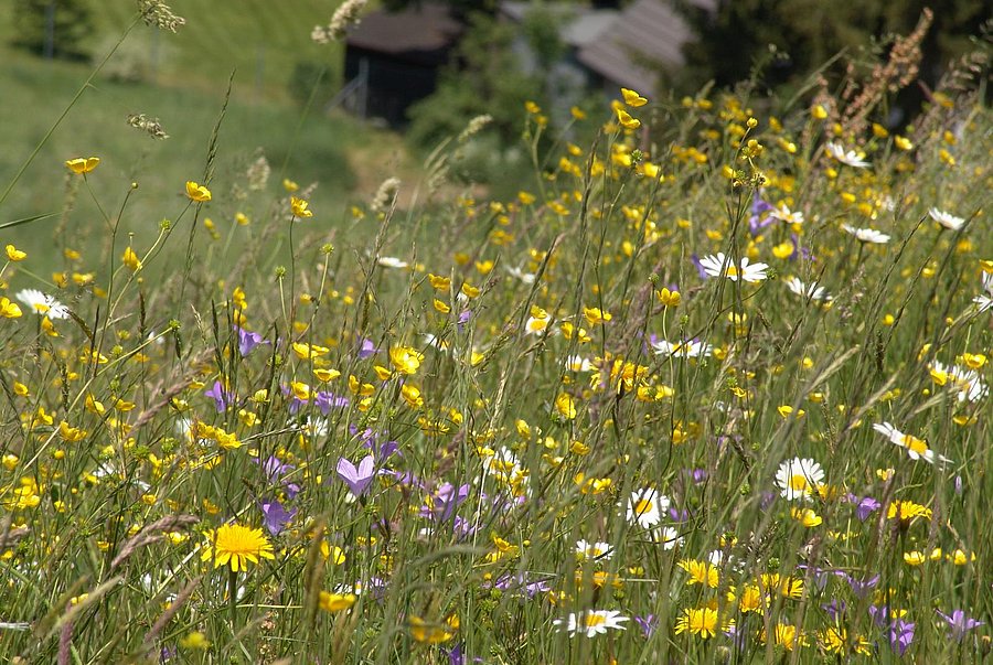 Artenreiche Blumenwiese