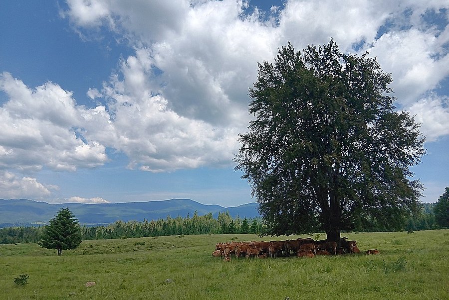 Kuhherde unter einem Naum auf einer Weide in Romänien