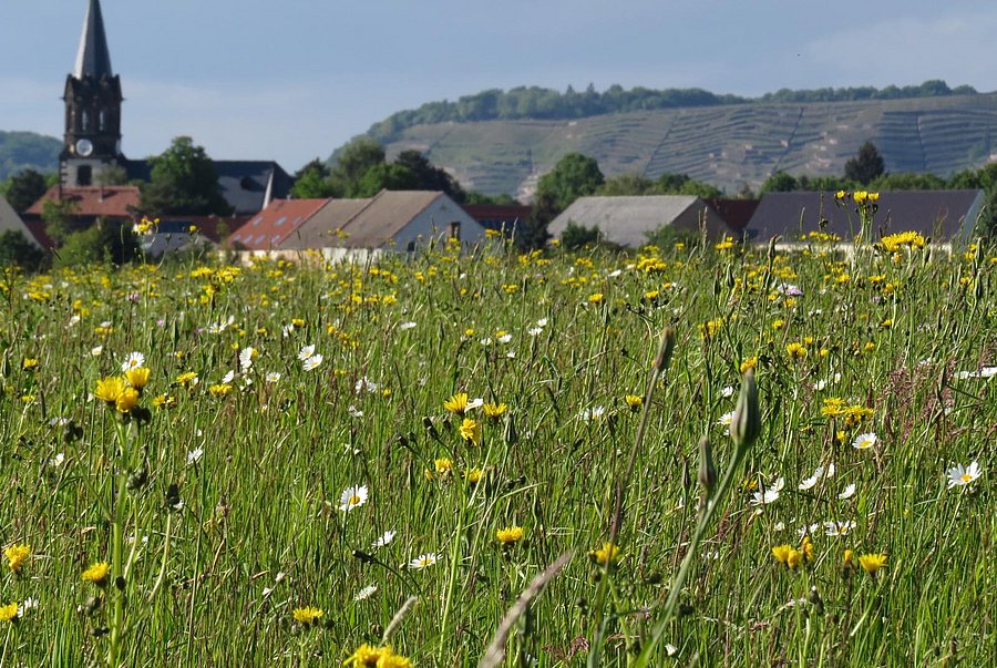 Blumenwiese in der Elbaue bei Dresden