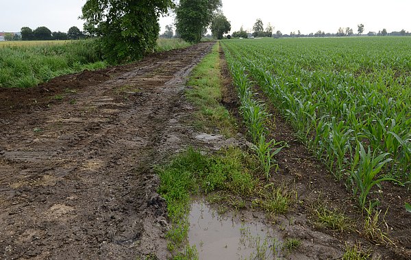 Auf einem schlammigen Acker haben sich Wasserpfützen gebildet