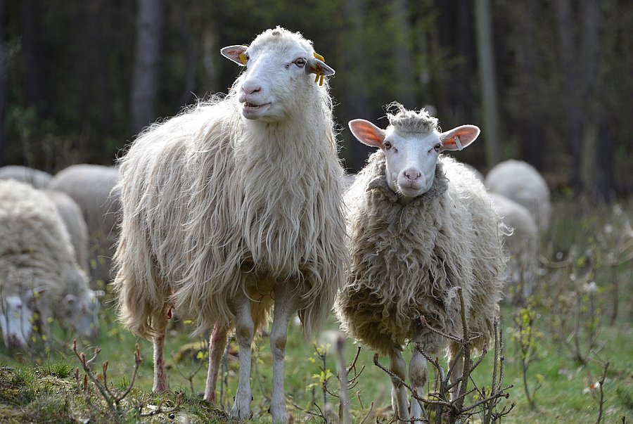 Moorschnucken stehen auf einer Wiese. 