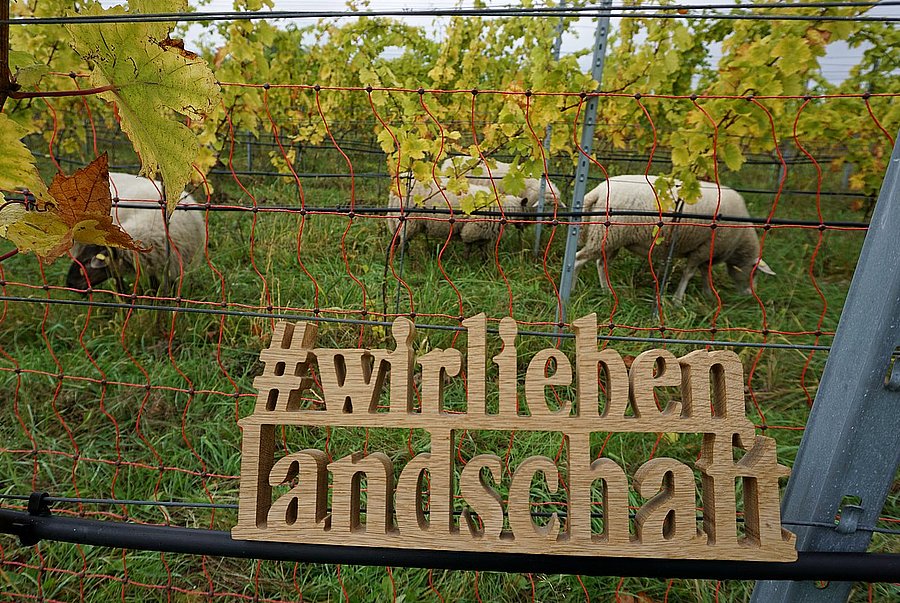 Exkursion im KoMBI-Projekt ©M. Stüber, DVL Schafe weiden in einem Weinberg