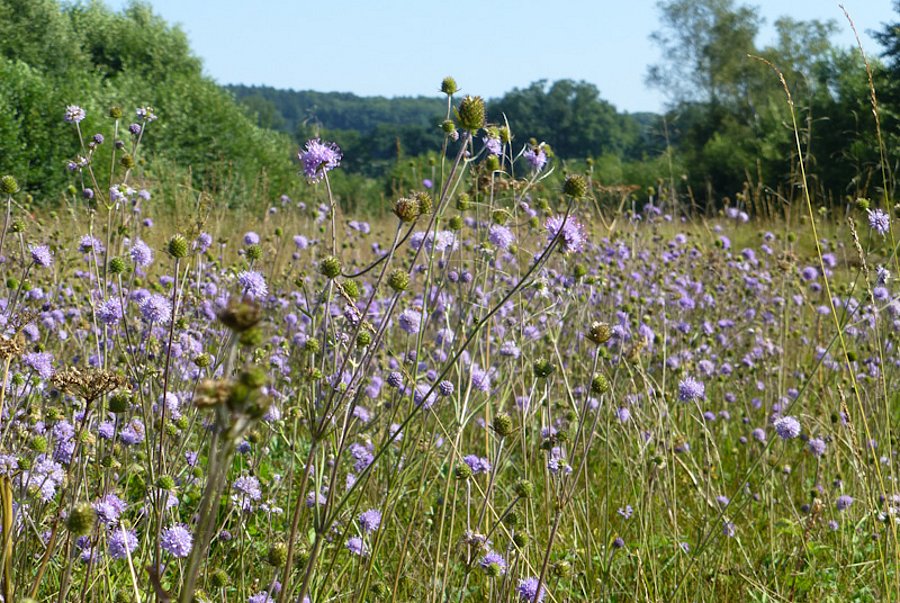 Blühende Wiese