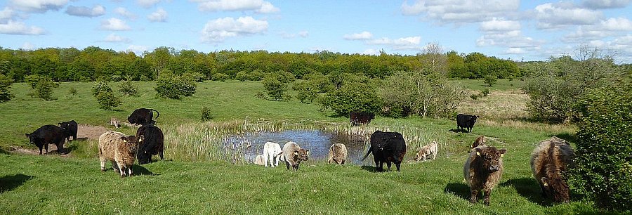 Beweidung auf dem Betrieb Bunde Wischen eG Schleswig [Bild: Gerd Kämmer]