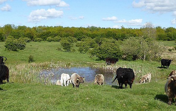 Beweidung auf dem Betrieb Bunde Wischen eG Schleswig [Bild: Gerd Kämmer]