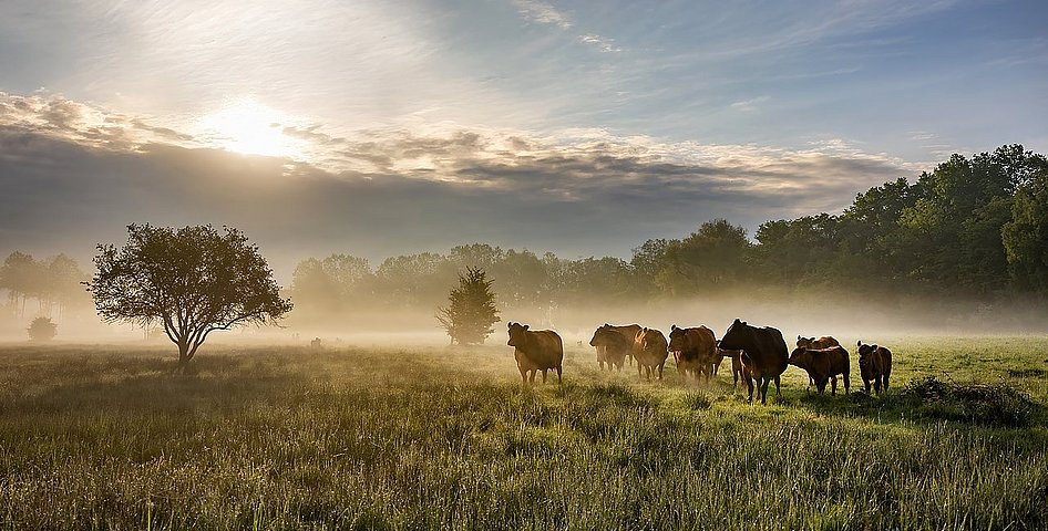 extensive cattle grazing in the Niederleierndorf nature reserve, district of Kelheim