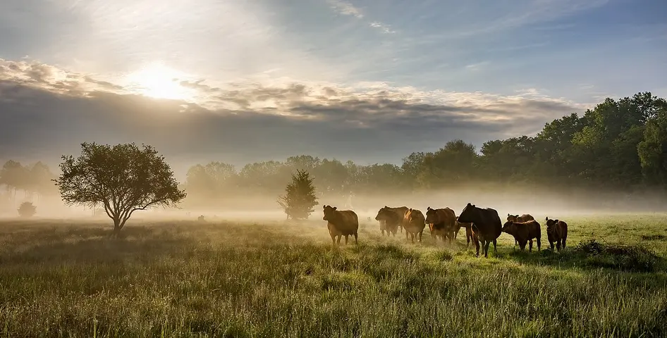 biodiversity through cattle grazing ©LPV Kelheim extensive cattle grazing in the Niederleierndorf nature reserve, district of Kelheim