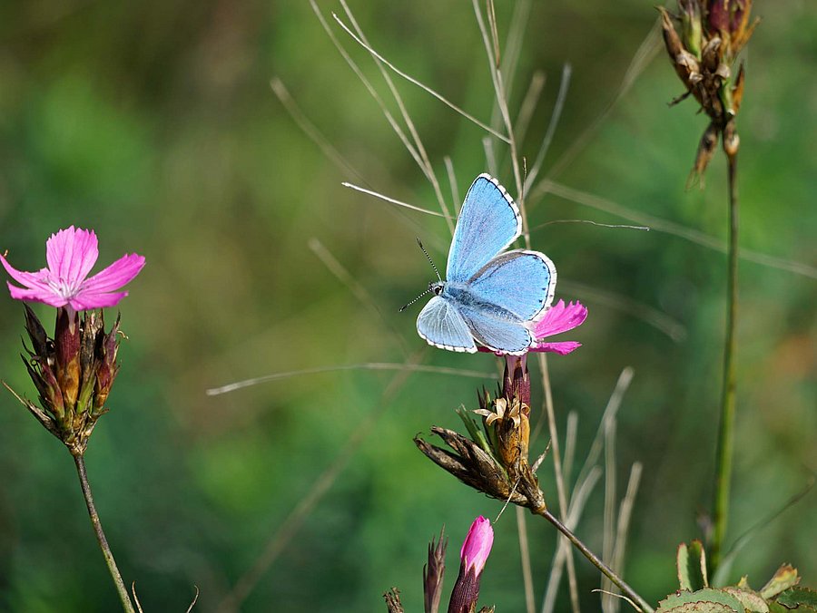 Schmetterling auf Blüte