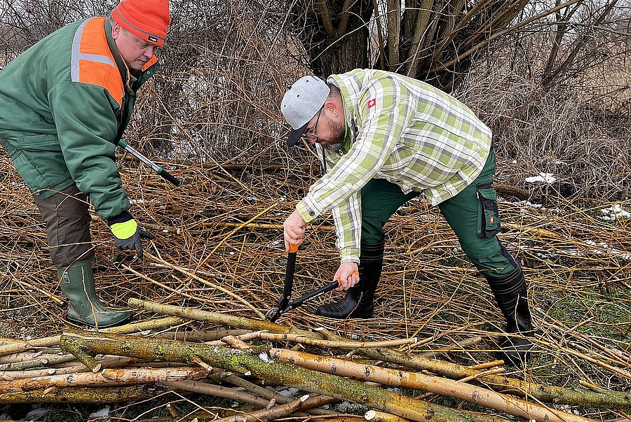 2 Männer in Winterbekleidung schneiden Stecklinge von Weidenästen
