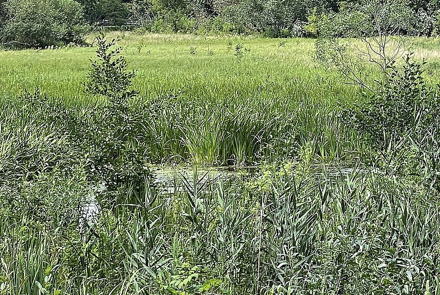 Feuchtwiese mit üppiger Vegetation