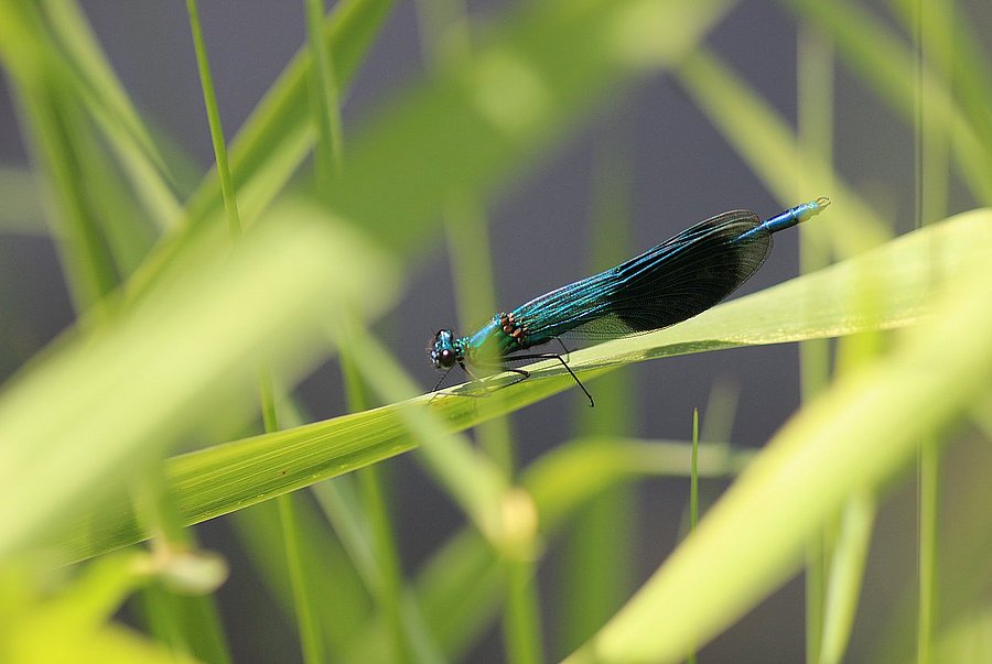 banded demoiselle (male) ©B. Blümlein, DVL dragonfly monitoring 2025, district of Regensburg