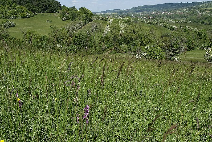 Reich strukturierte Landschaft mit Hecken und Streuobstwiesen
