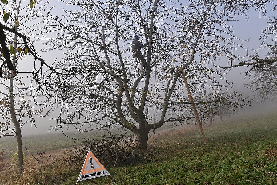 Mann, der einen Baum beschneidet