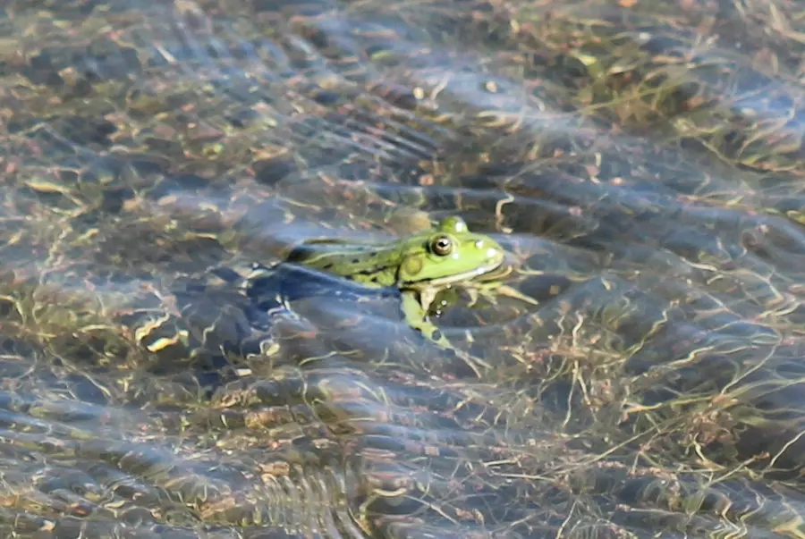 amphibian monitoring in 2025 shows urgent need for action; new spawning grounds must be created
