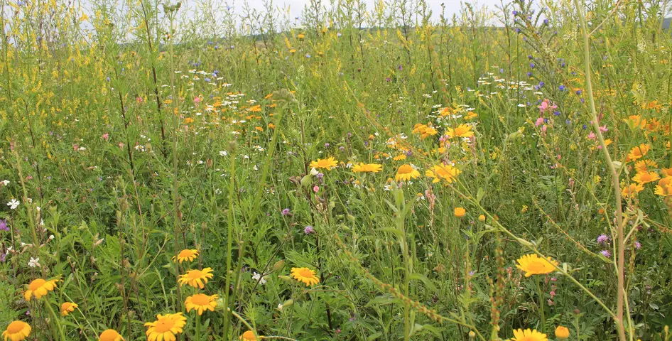 011_WildstaudenBiogas_Bestand_II_WernerKuhn ©Werner Kuhn