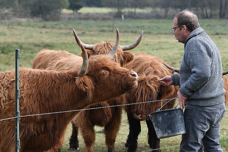 Mann füttert Hochlandrinder