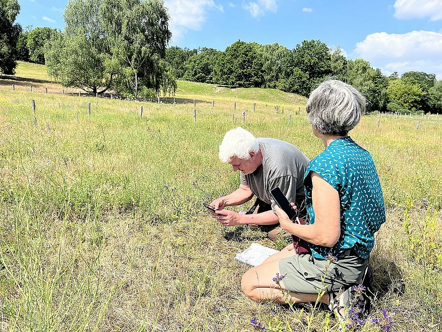 Ein Mann und eine Frau knien auf einem Magerrasen und nutzen ein Smartphone zur Artenbestimmung