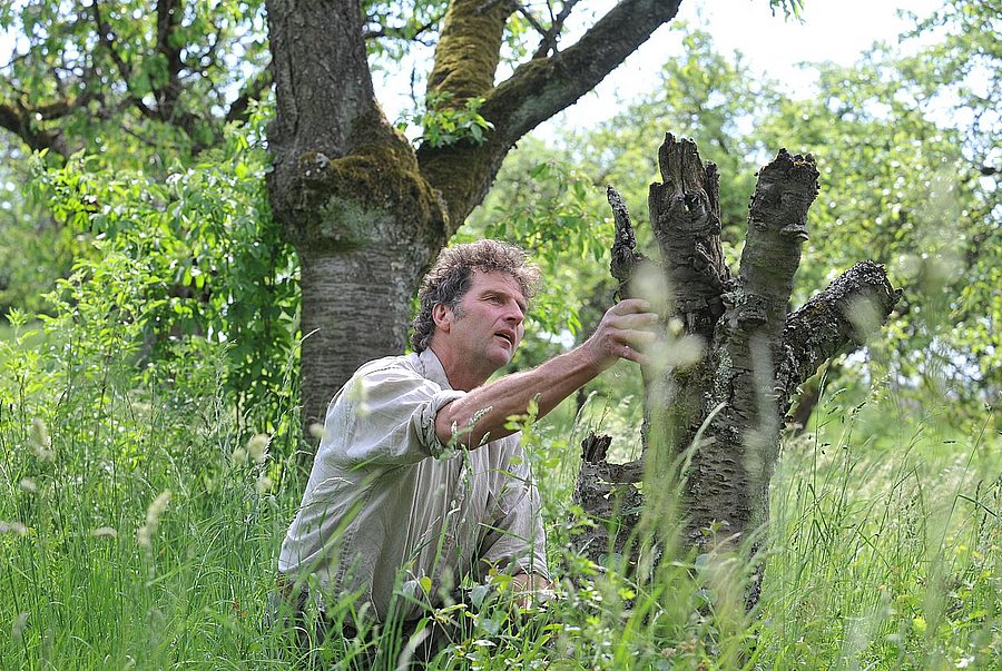 Ein Mann auf einer Obstwiese untersucht einen Baumstumpf