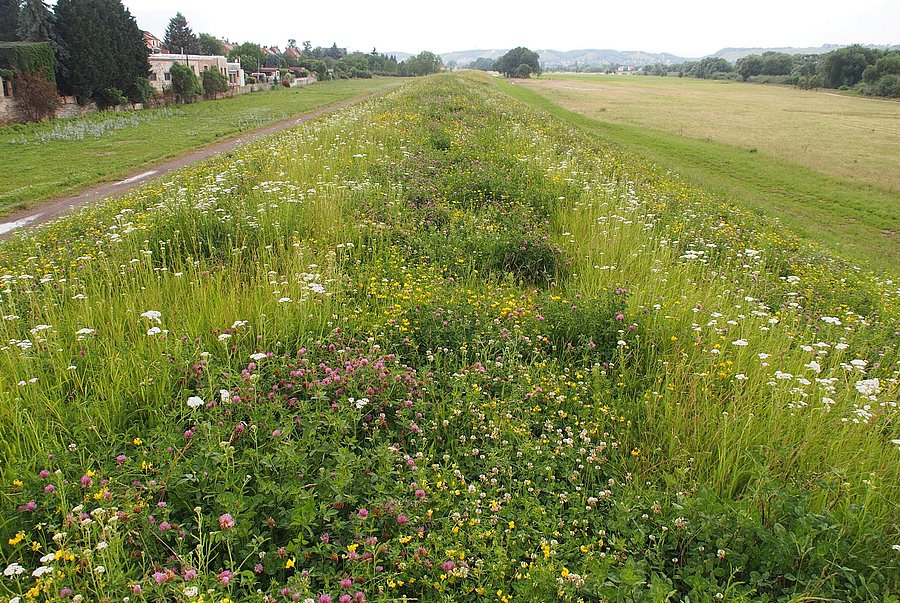 Ein Deich, auf dem Blumen aus regionalem Saatgut blühen.