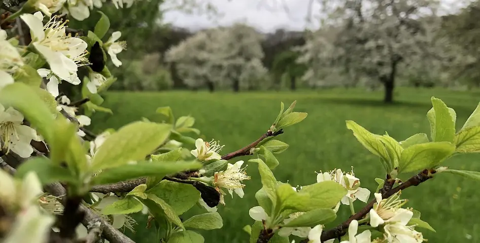 Zwetschgenblüten auf einer Streuobstwiese ©Alena Vogt, DVL Zwetschgen blühen auf einer Wiese