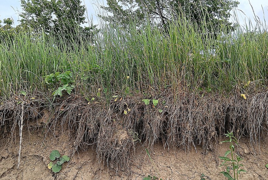 eine offene Bodenkante mit Graswurzeln