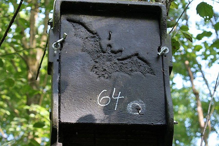 ©A. Schuller/DVL Fledermauskasten mit Fledermaussymbol an einem Baum im Wald