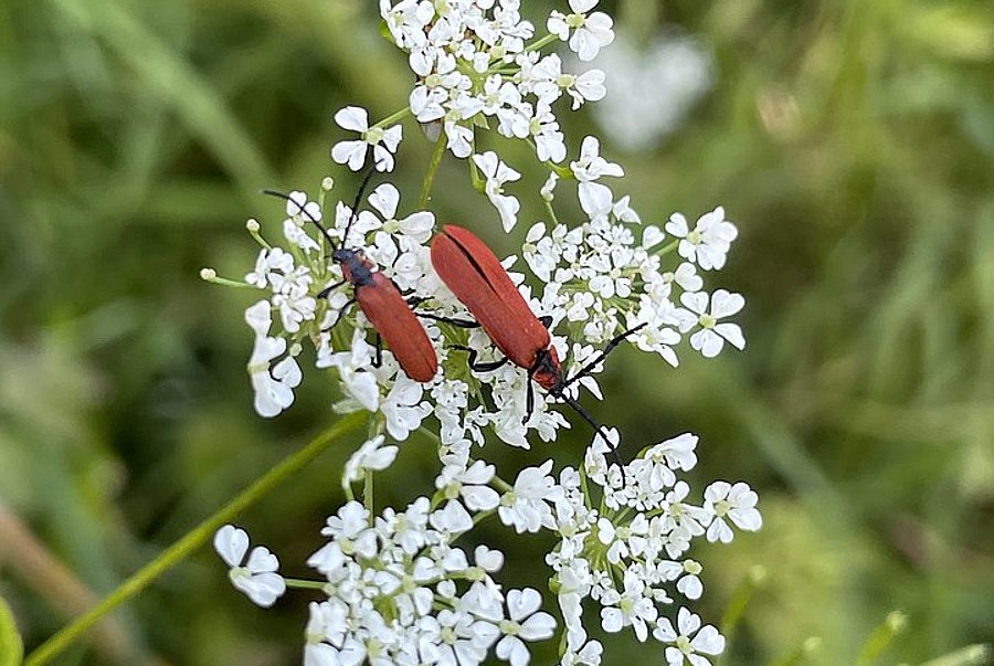 2 rote Käfer auf einer weißen Blume in einer grünen Wiese