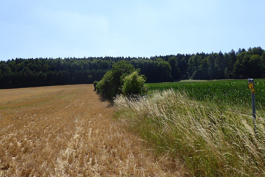 Ausschnitt einer Agrarlandschaft mit abgeerntetem Acker, Grünstreifen und einer Hecke