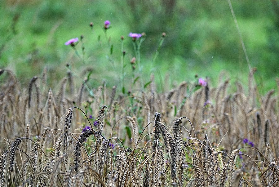 Ähren mit blühenden Blüten dazwischen
