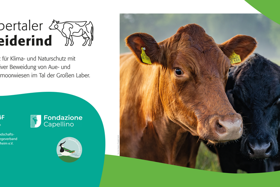 Bauzaunbanner Labertaler Weiderind, Landkreis Kelheim, (c) LPV VöF Kelheim