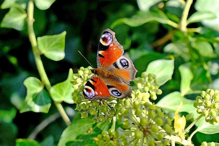 Ein Schmetterling sitzt auf einer Blumenblüte.