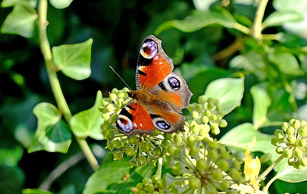Ein Schmetterling sitzt auf einer Blumenblüte.
