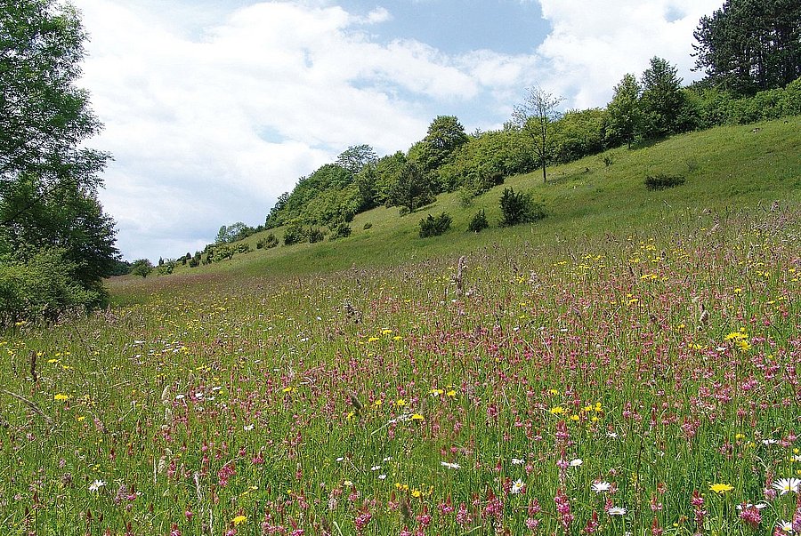 Artenreiche Bergwiese. © LPV Main-Kinzig-Kreis