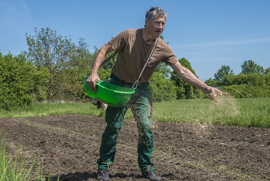 Ein Mann sät Samen mit der Hand auf dafür vorbereiteten Boden.