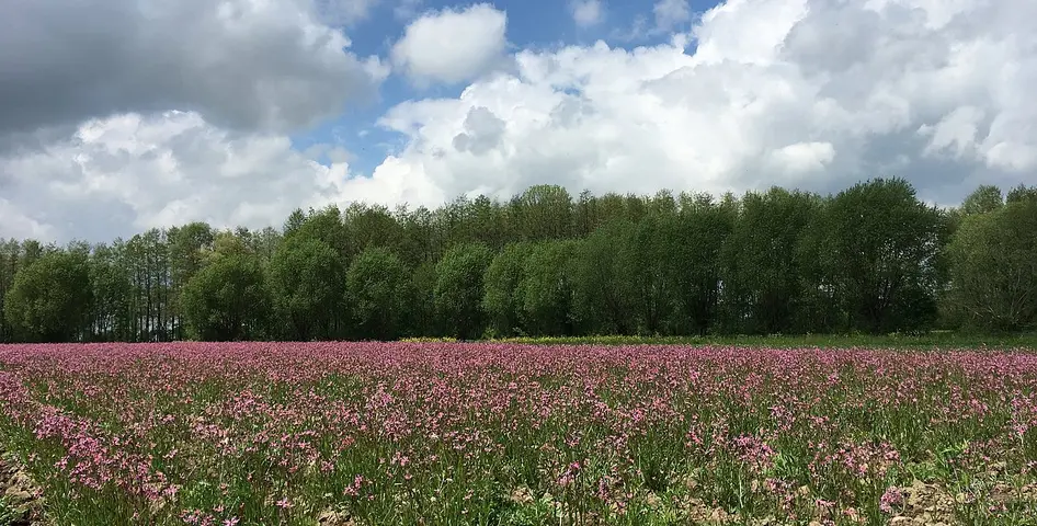 Anbauflächen mit Kuckucks-Lichtnelke (Lychnis flos-cuculi) ©DVL